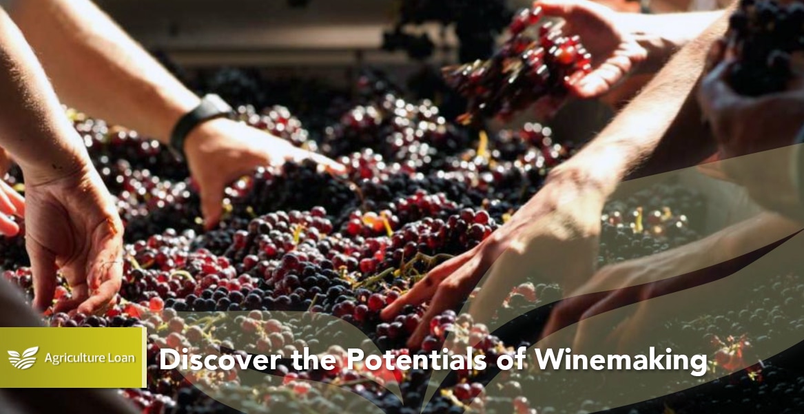 Discover the Potentials of Winemaking