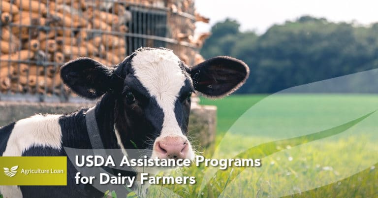 USDA Assistance Programs For Dairy Farmers