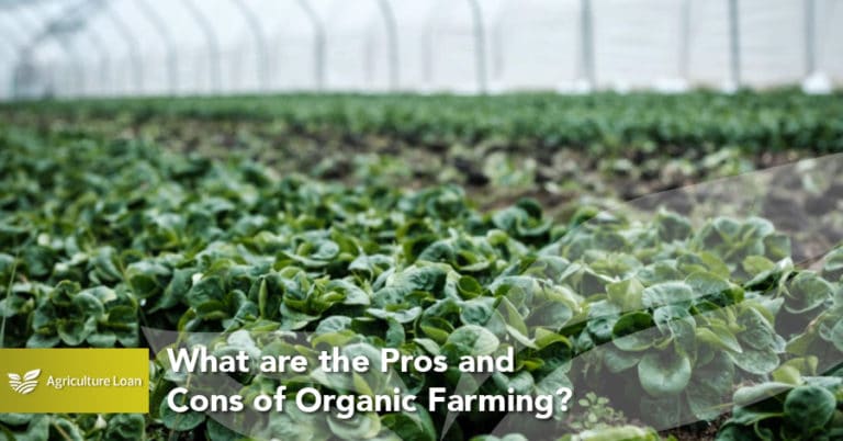 Pros and Cons of Organic Farming - Agriculture Loan