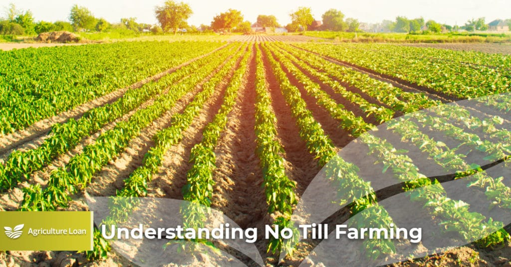 understanding-no-till-farming-agriculture-loan