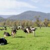 The Benefits of Dairy Farming and How to Get Started