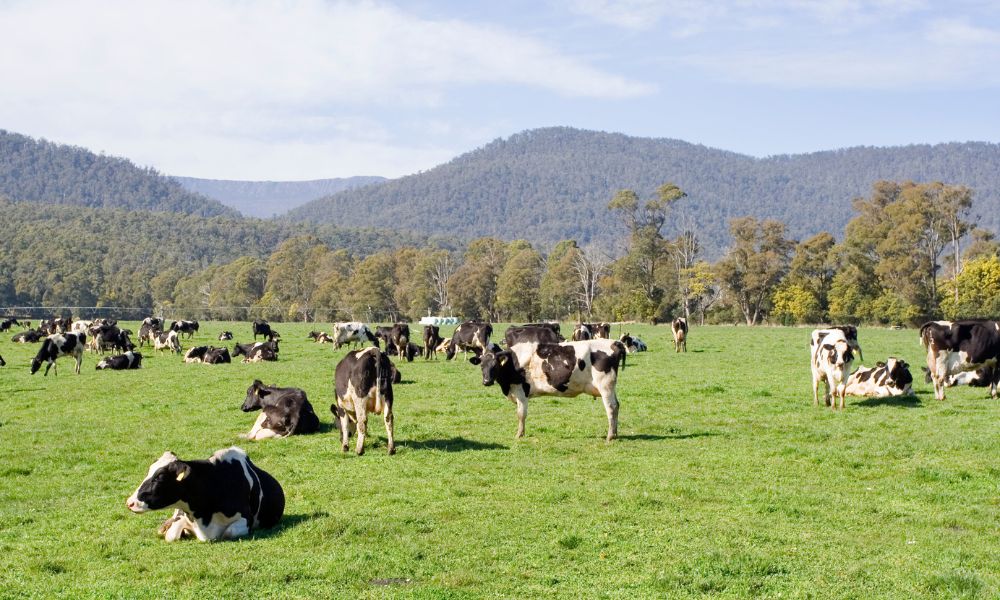 The Benefits of Dairy Farming and How to Get Started