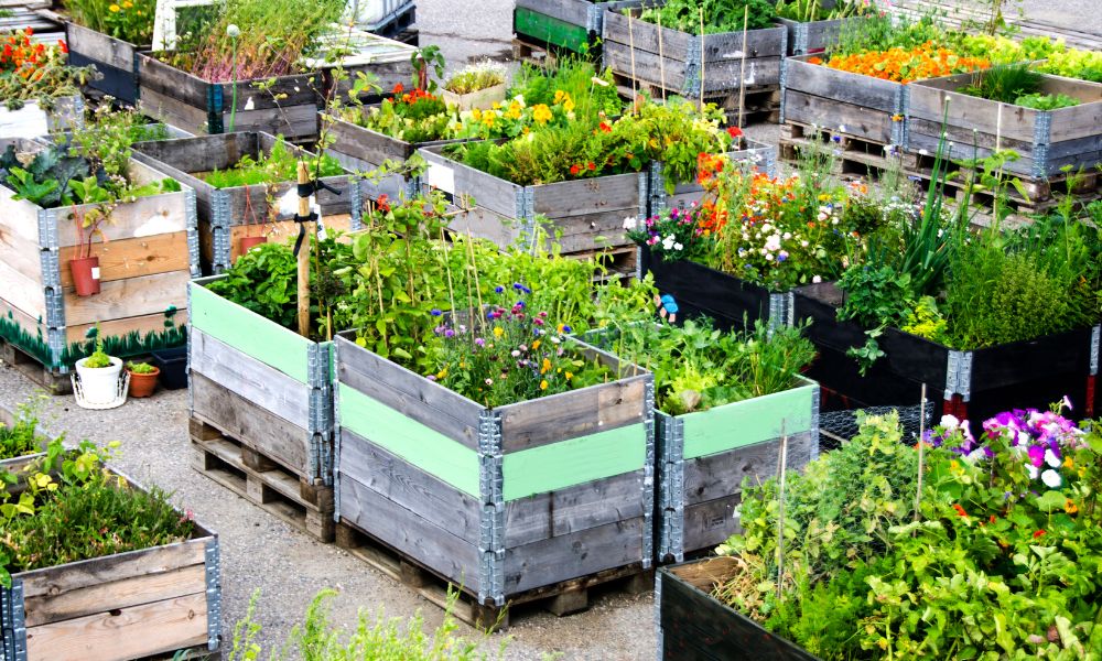 Growing Food in Concrete Jungles